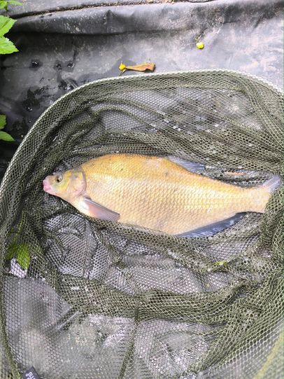 A Bream from Adams Pond