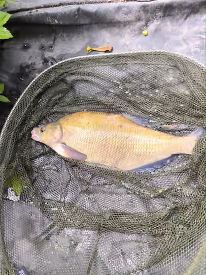 A Bream from Adams Pond