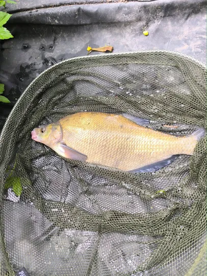 A Bream from Adams Pond